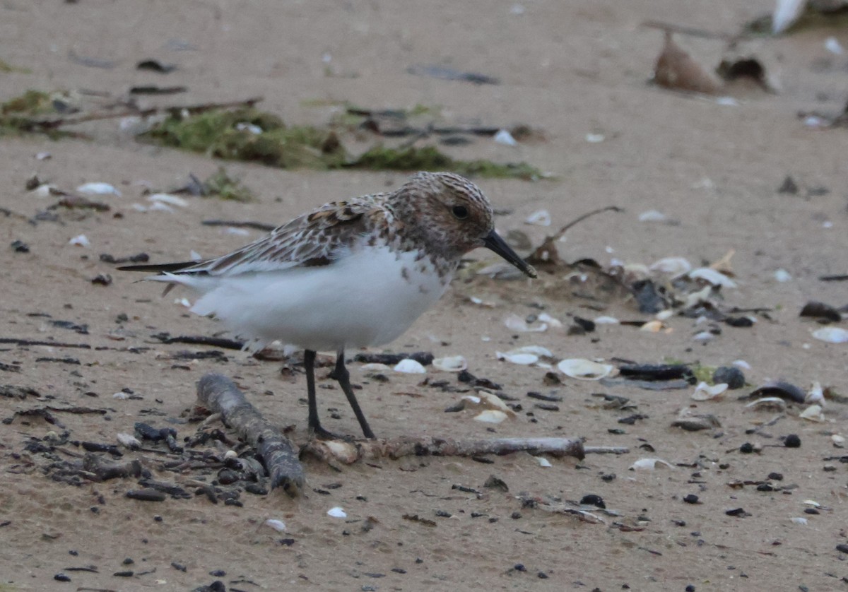 Sanderling - Santo A. Locasto