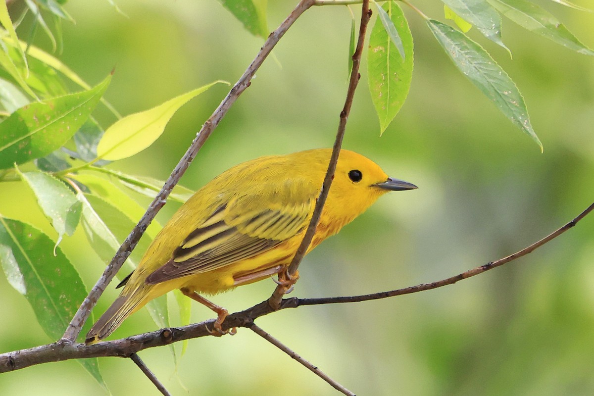Yellow Warbler - Leland Shaum