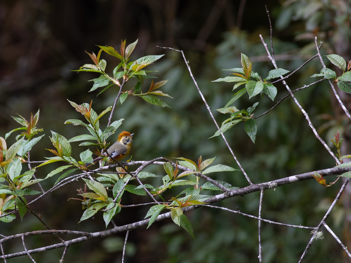 Chestnut-tailed Minla - Zsombor Károlyi