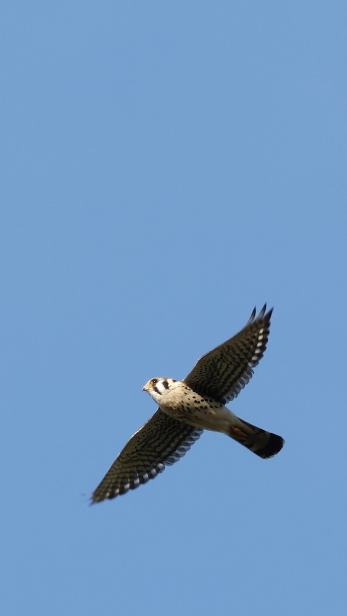 American Kestrel - ML619671578