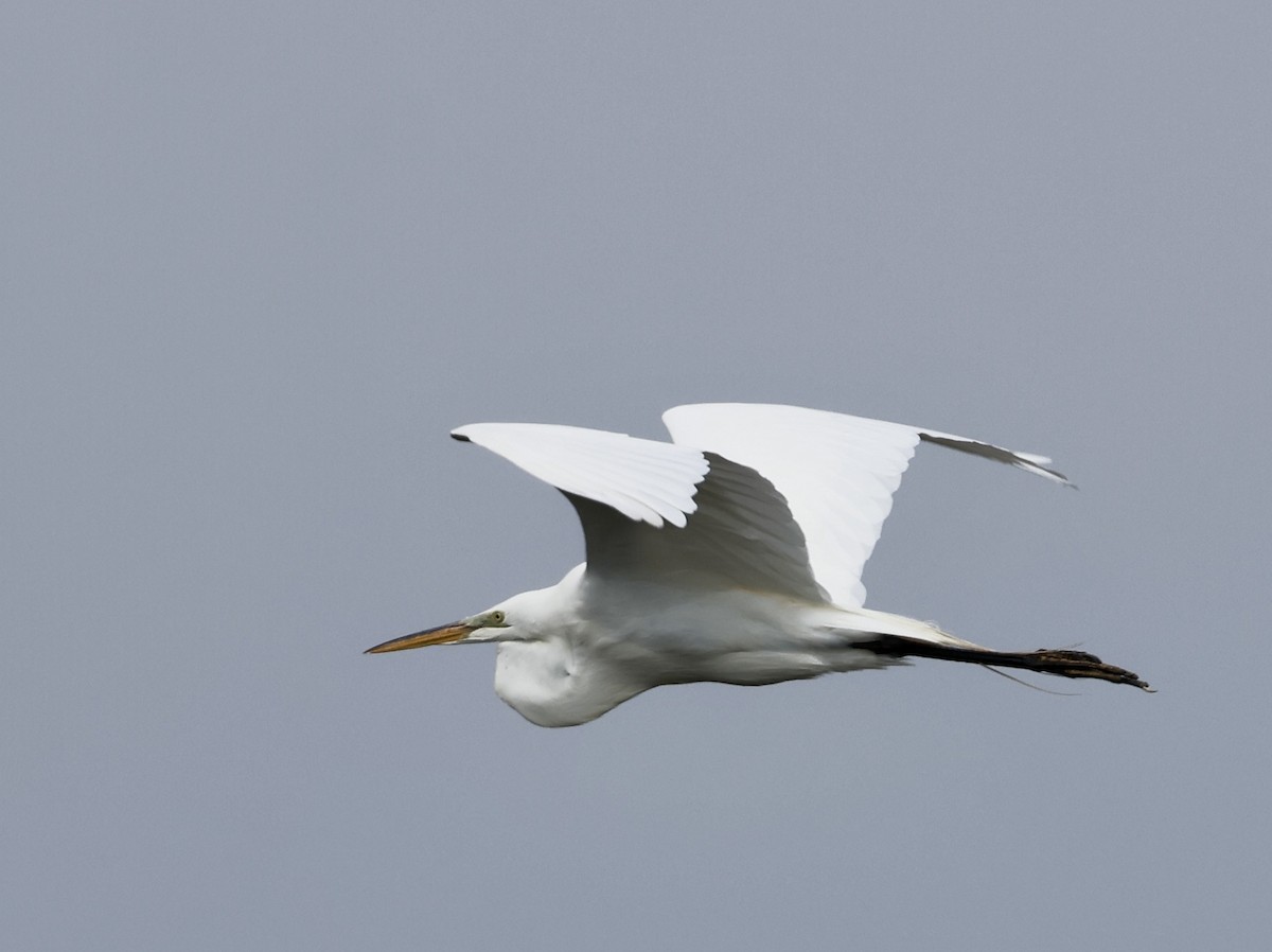 Great Egret - Lisa Goodwin