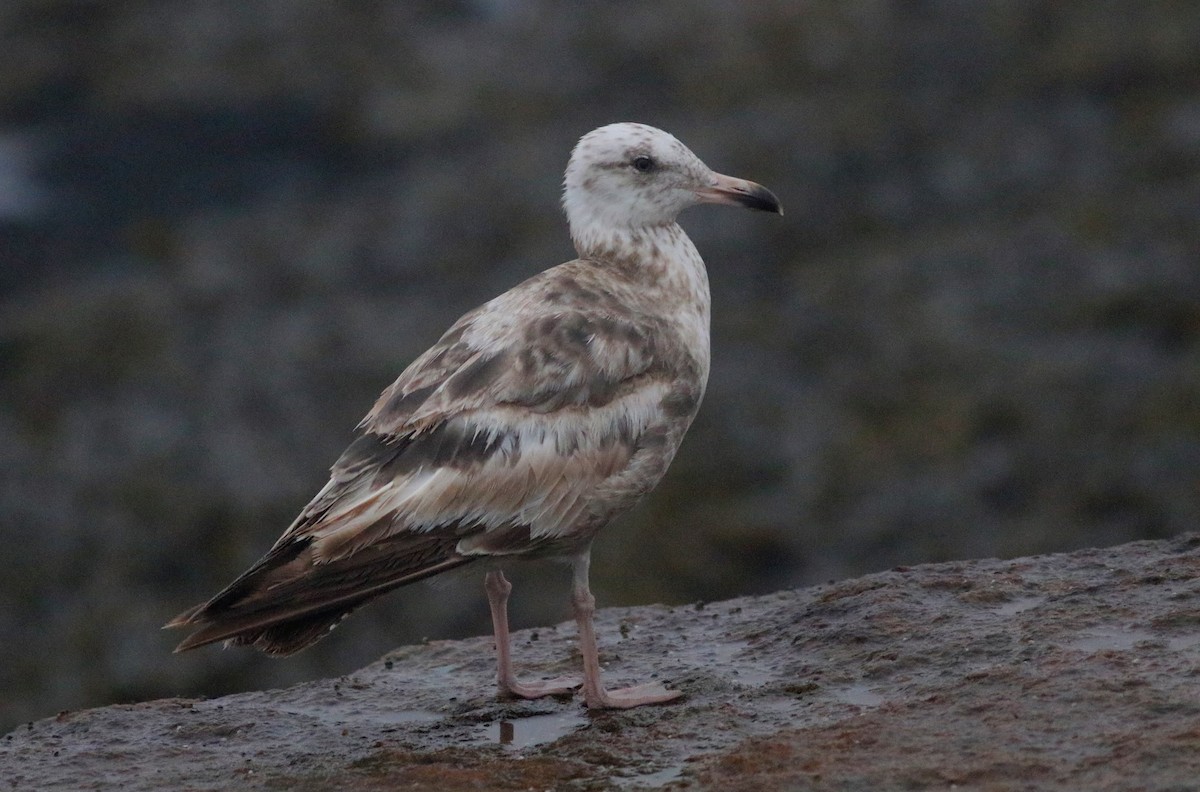 Herring Gull - Quinn Nial