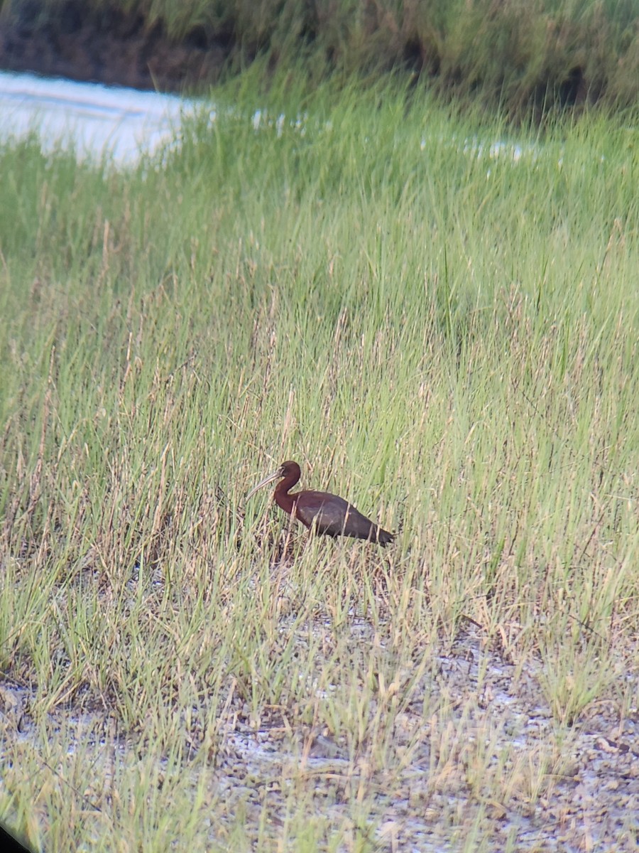 Glossy Ibis - ML619671585