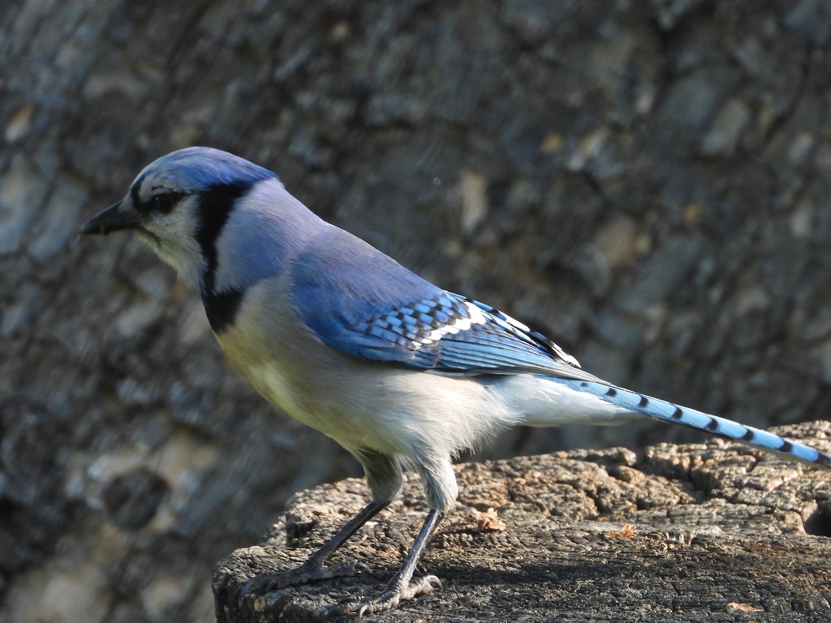 Blue Jay - John Hurd