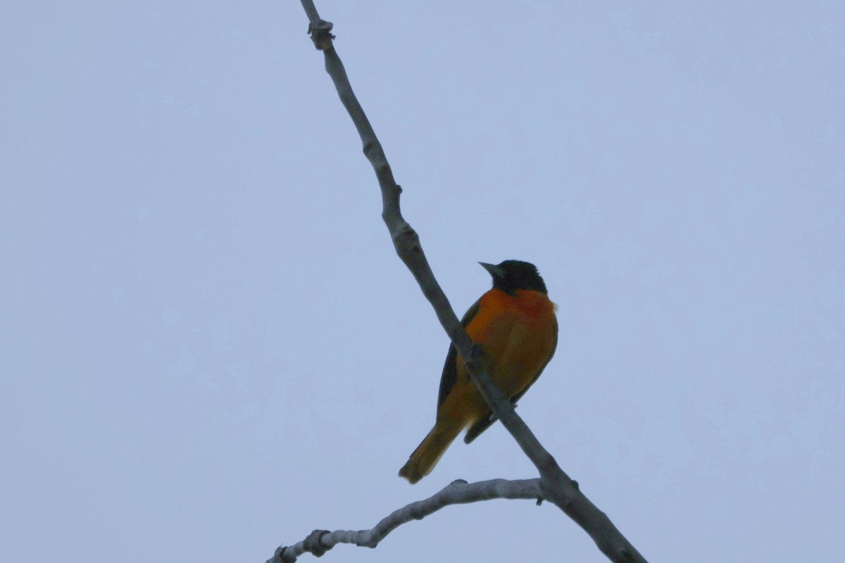 Baltimore Oriole - Santo A. Locasto