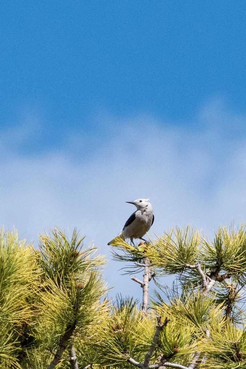 Clark's Nutcracker - ML619671590