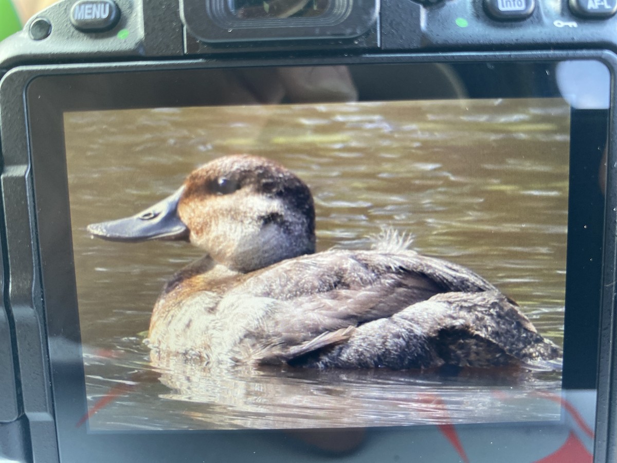 Ruddy Duck - ML619671592