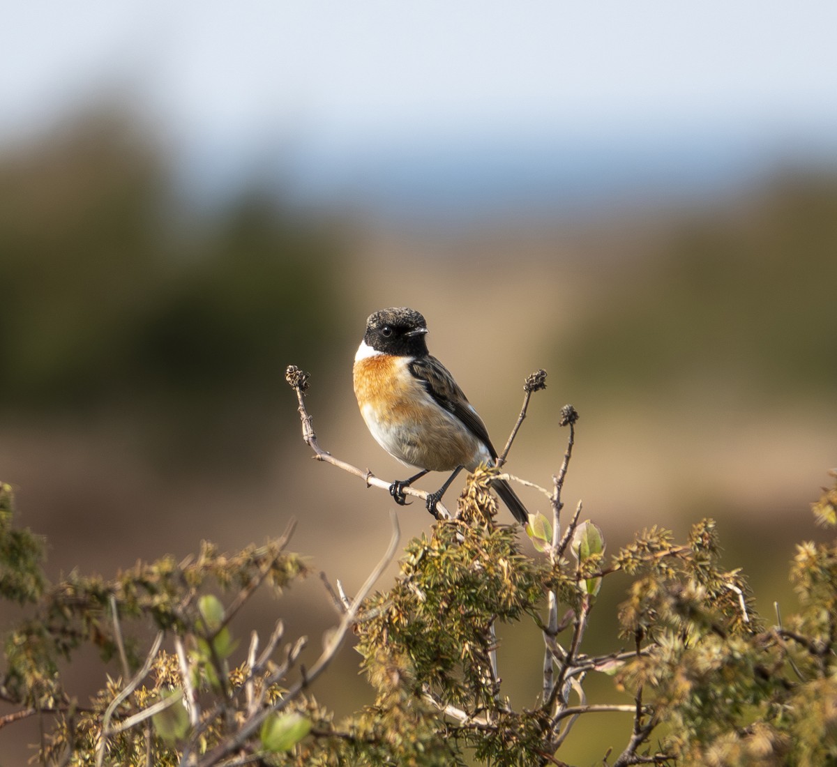 European Stonechat - ML619671593