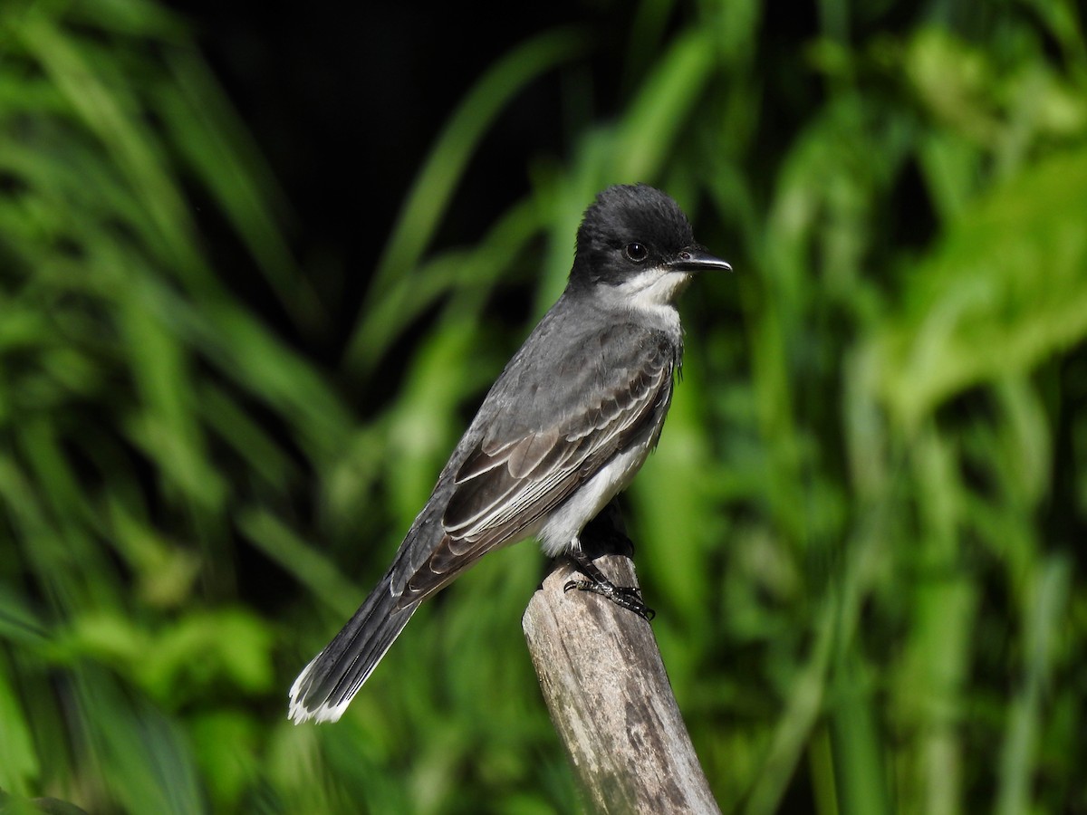 Eastern Kingbird - ML619671598