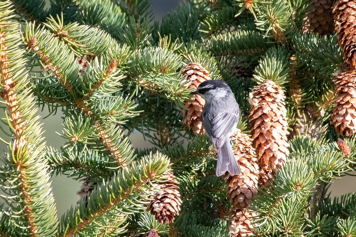 Mountain Chickadee - Liz Klinger