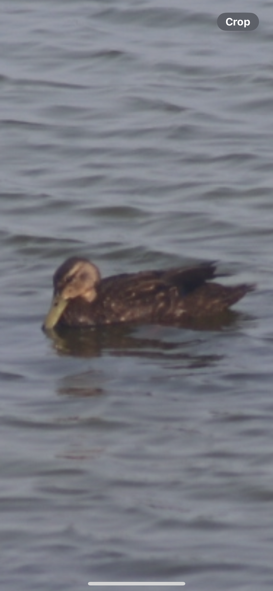 Mottled Duck - ML619671608