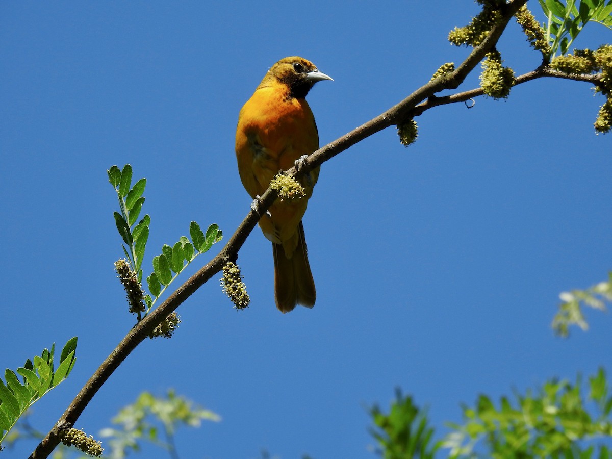 Baltimore Oriole - ML619671617