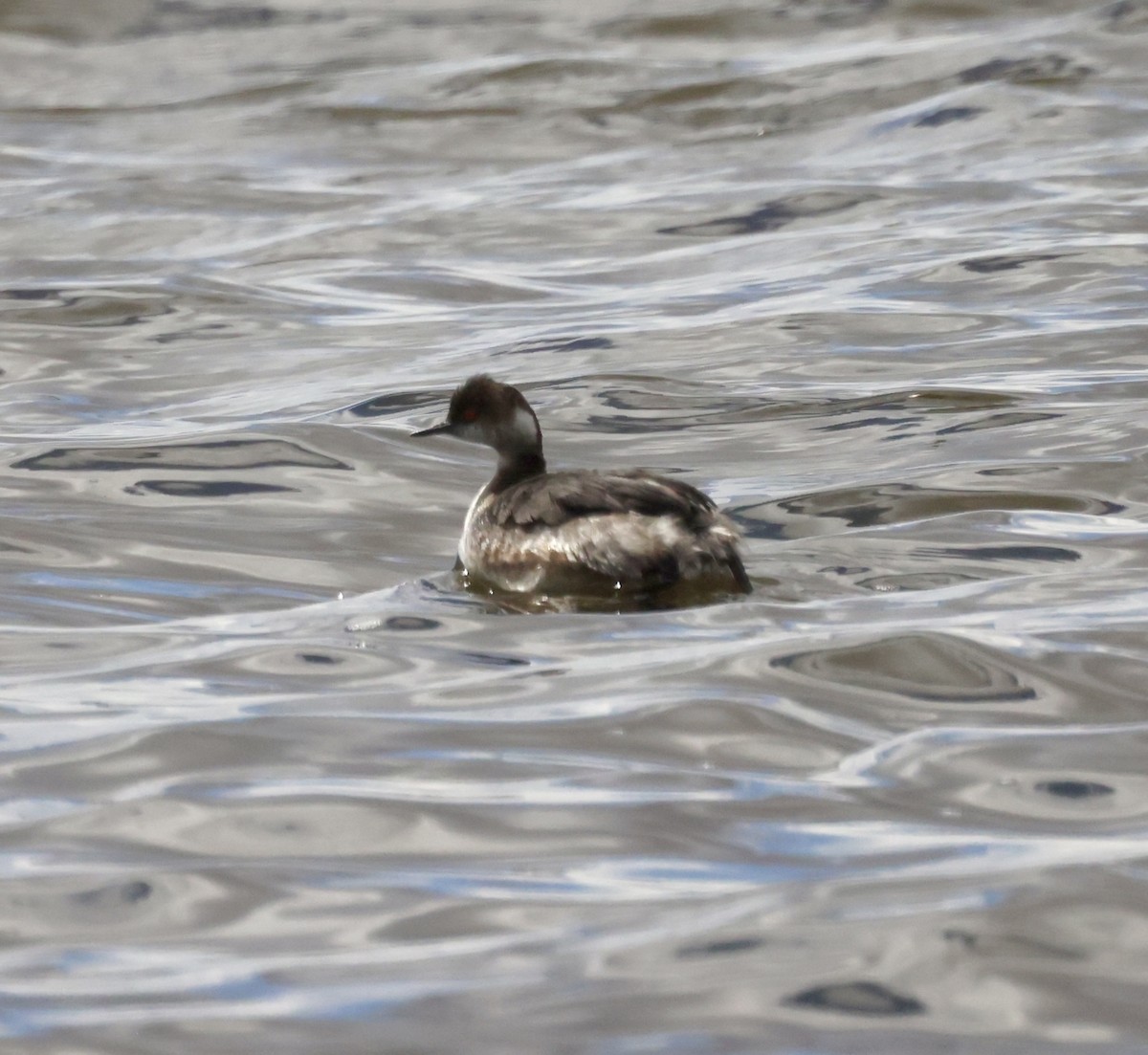 Eared Grebe - ML619671635