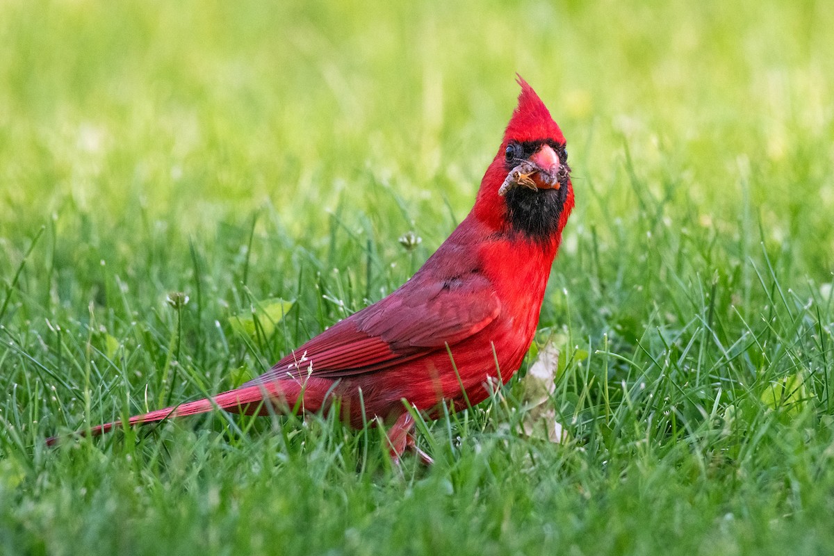 Cardinal rouge - ML619671636