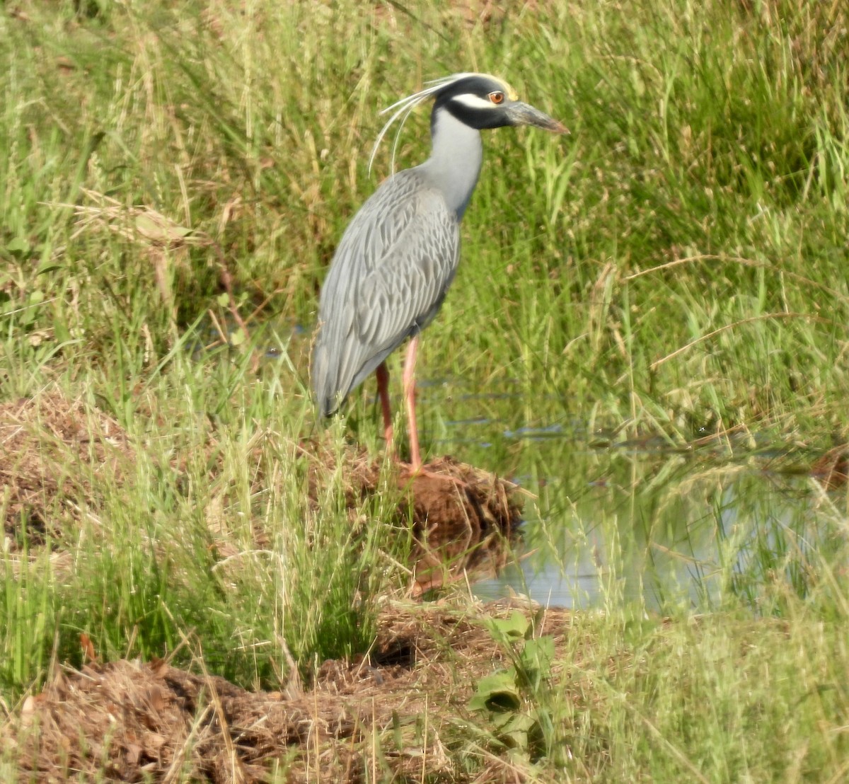 Yellow-crowned Night Heron - ML619671642