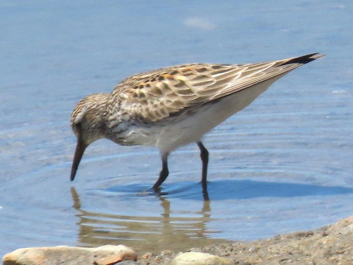 Weißbürzel-Strandläufer - ML619671648