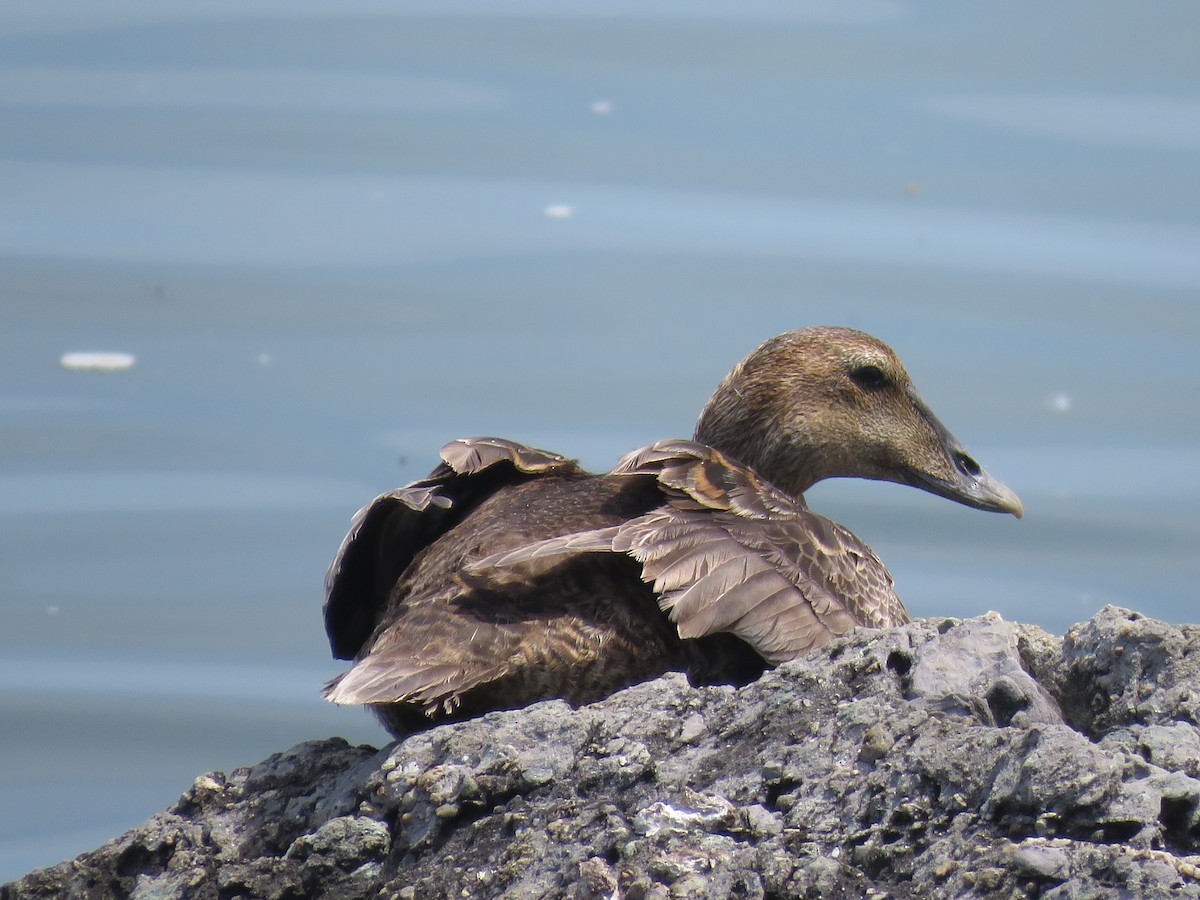 Common Eider - ML619671677