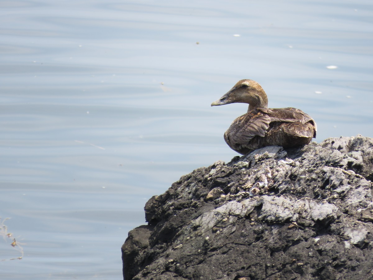 Common Eider - ML619671678