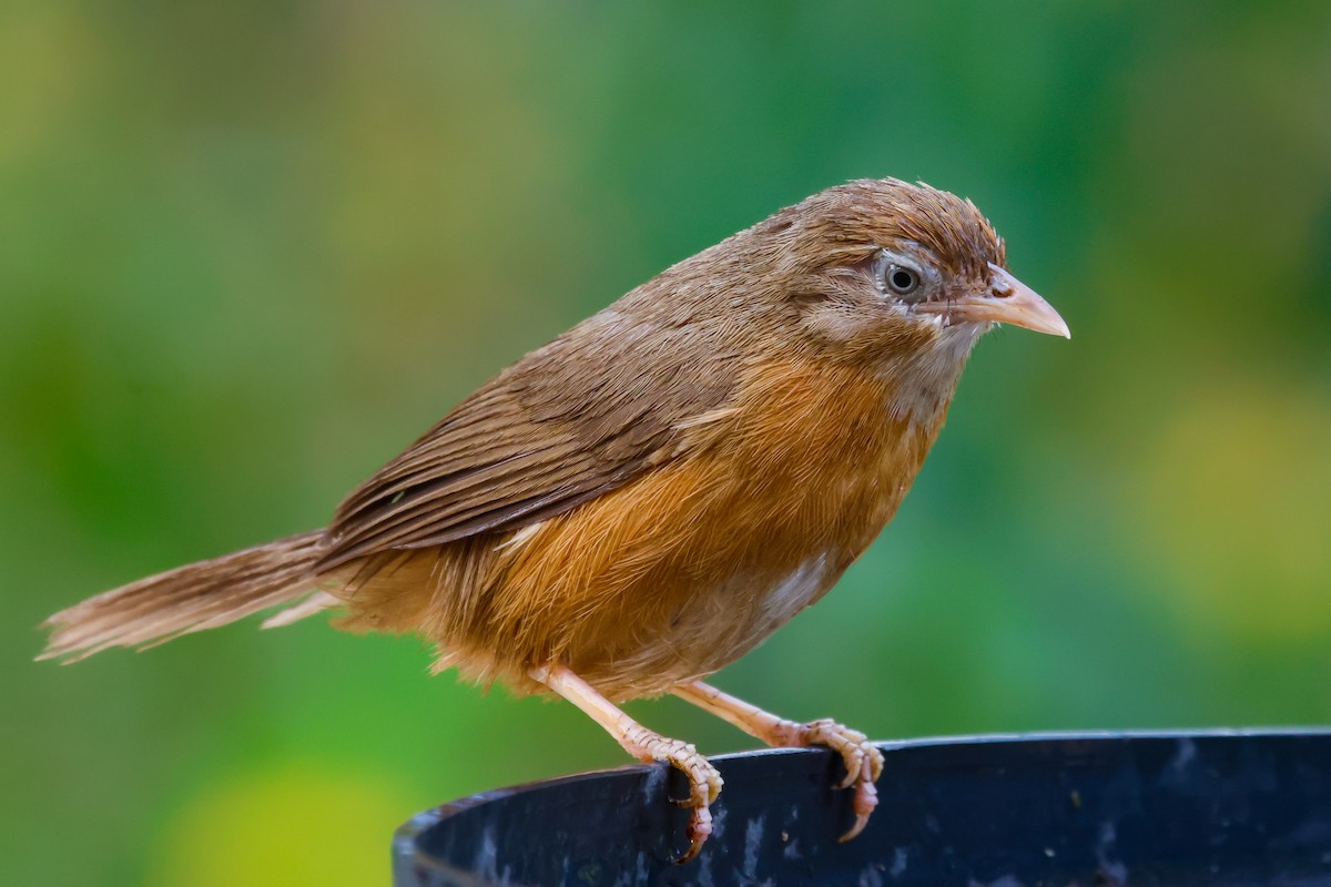 Tawny-bellied Babbler - ML619671684