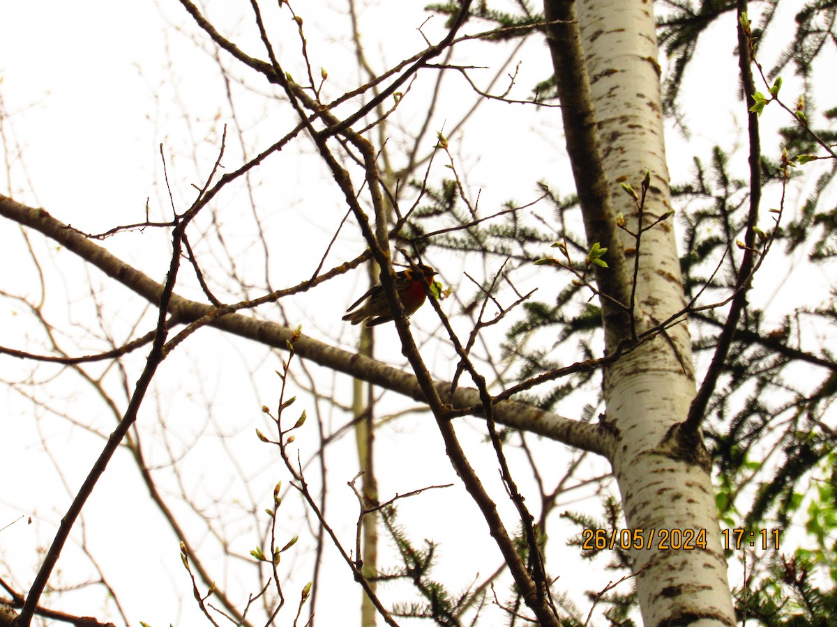 Blackburnian Warbler - ML619671697