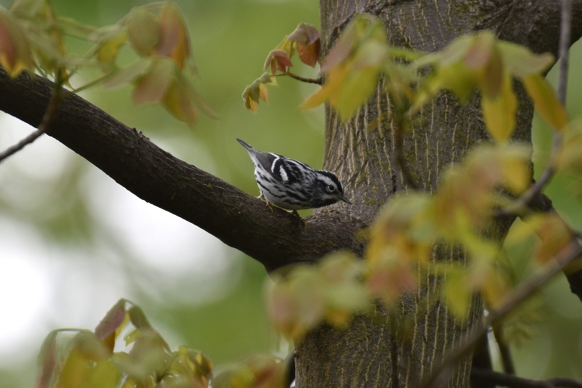 Black-and-white Warbler - ML619671746
