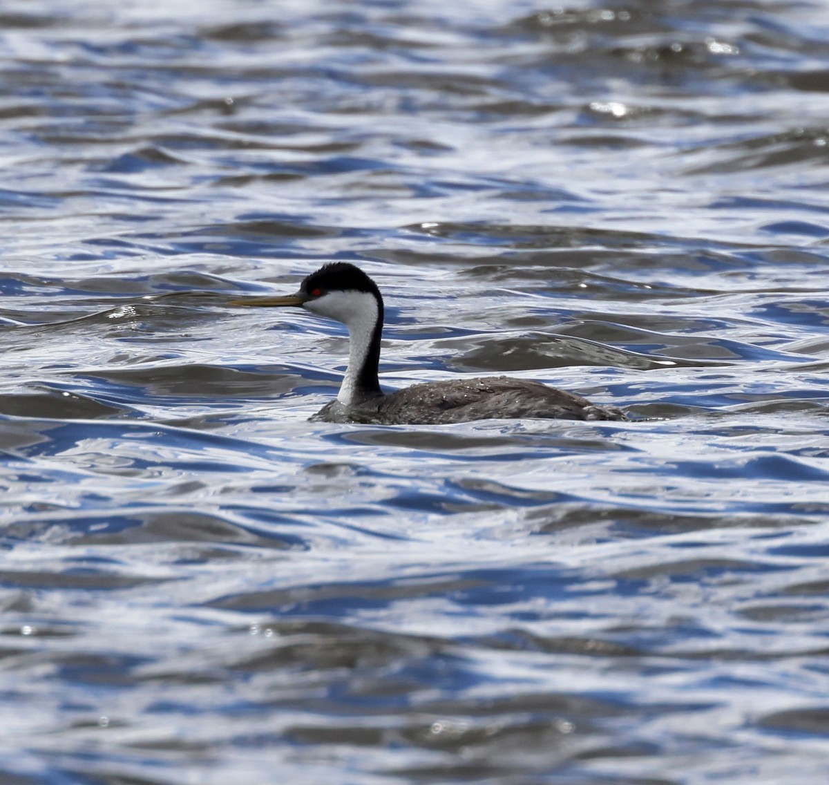 Western Grebe - ML619671747