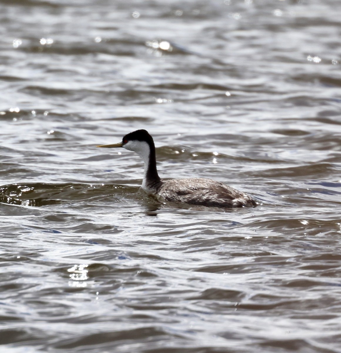 Western Grebe - ML619671748