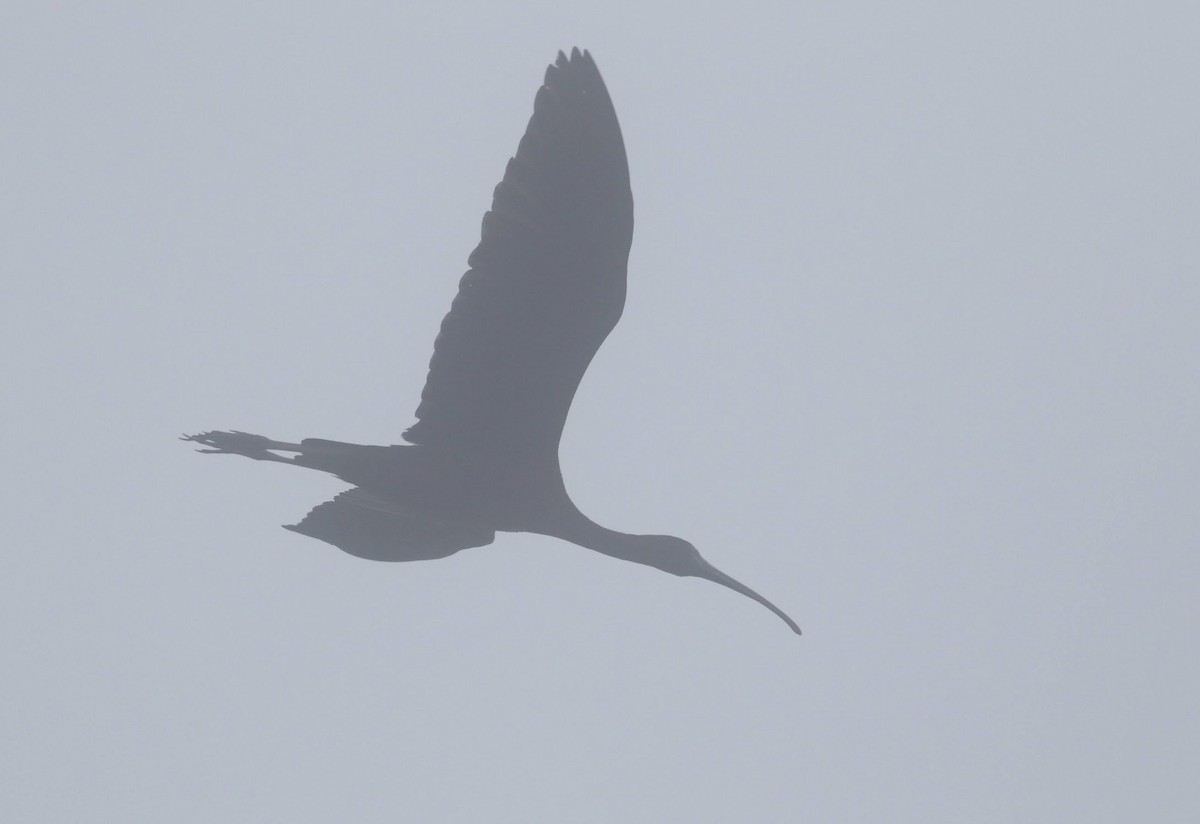 ibis hnědý - ML619671752