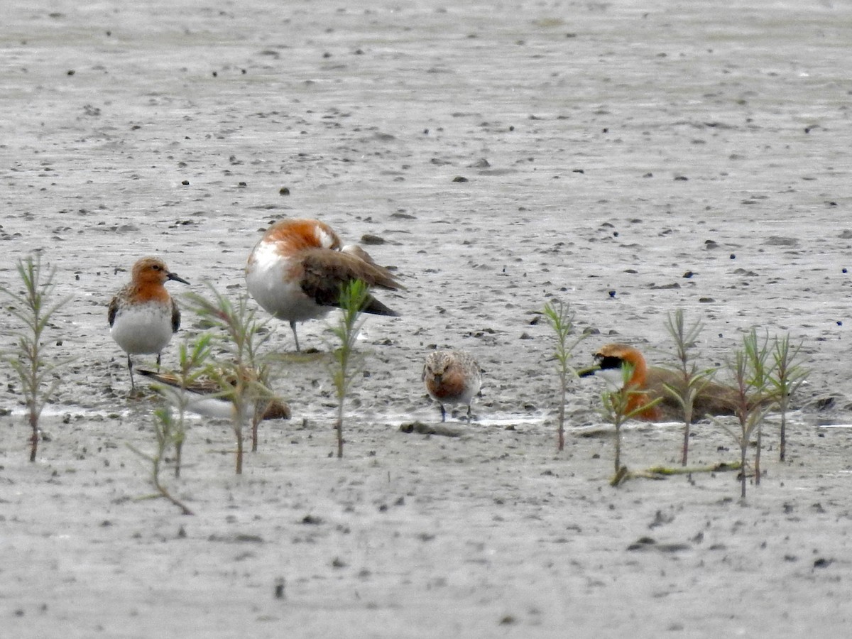 Siberian Sand-Plover - ML619671792