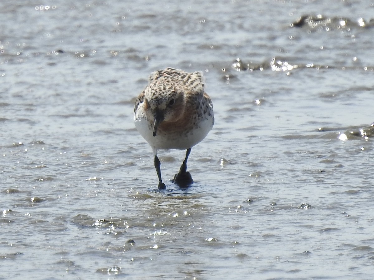 Red-necked Stint - ML619671814