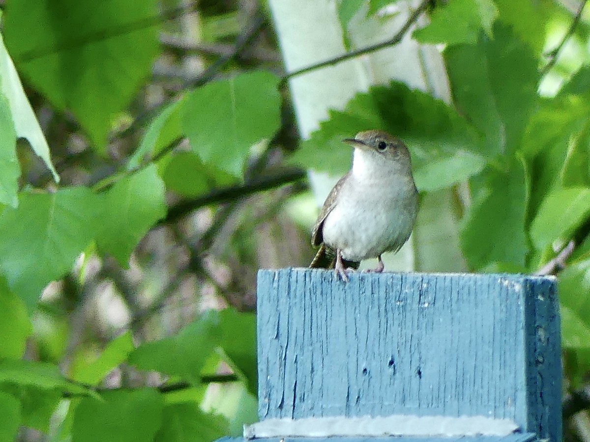 House Wren - ML619671820