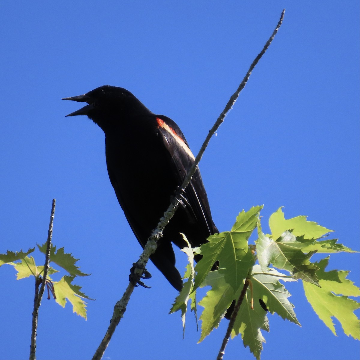 Red-winged Blackbird - ML619671852