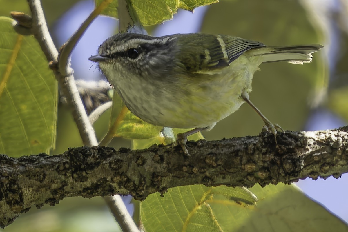 Ashy-throated Warbler - Grant Price
