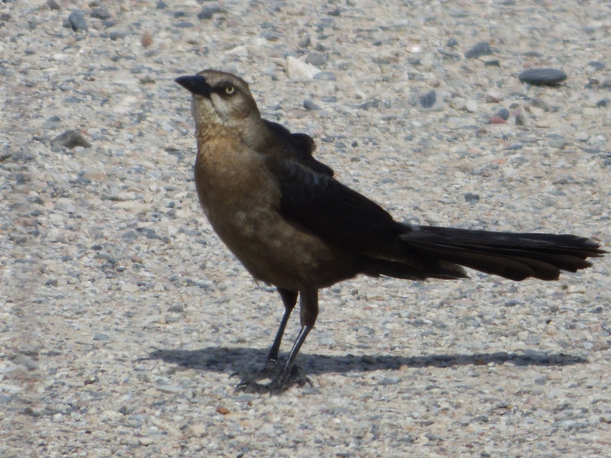 Great-tailed Grackle - ML619671922