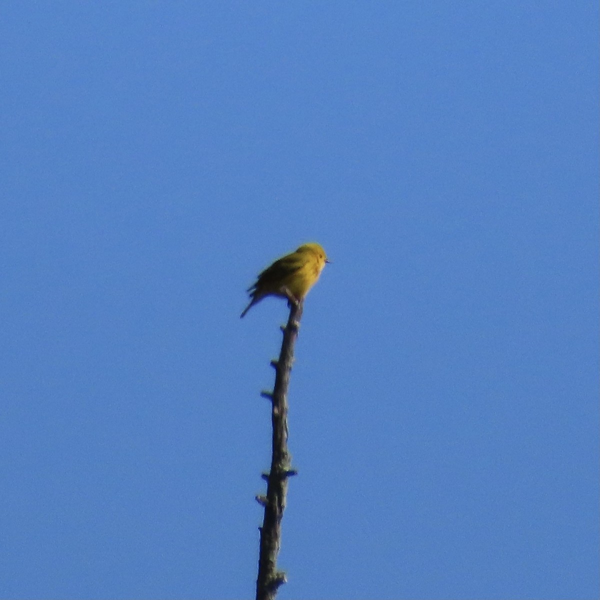 Yellow Warbler - ML619671956