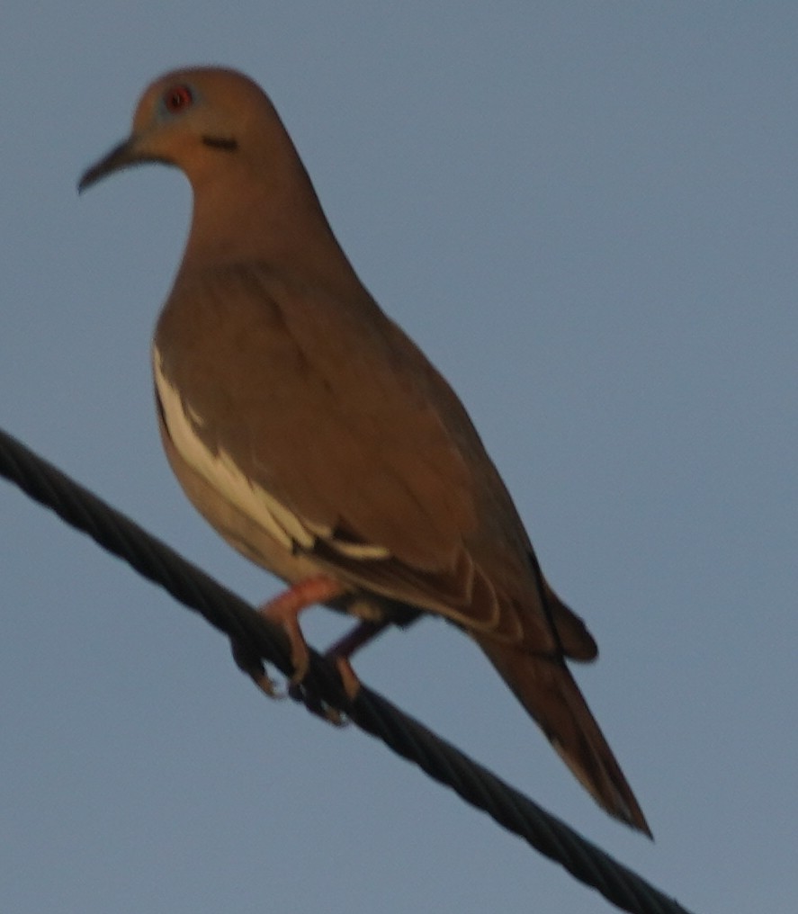 White-winged Dove - ML619671957