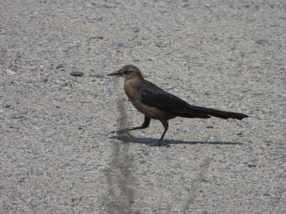 Great-tailed Grackle - ML619671960