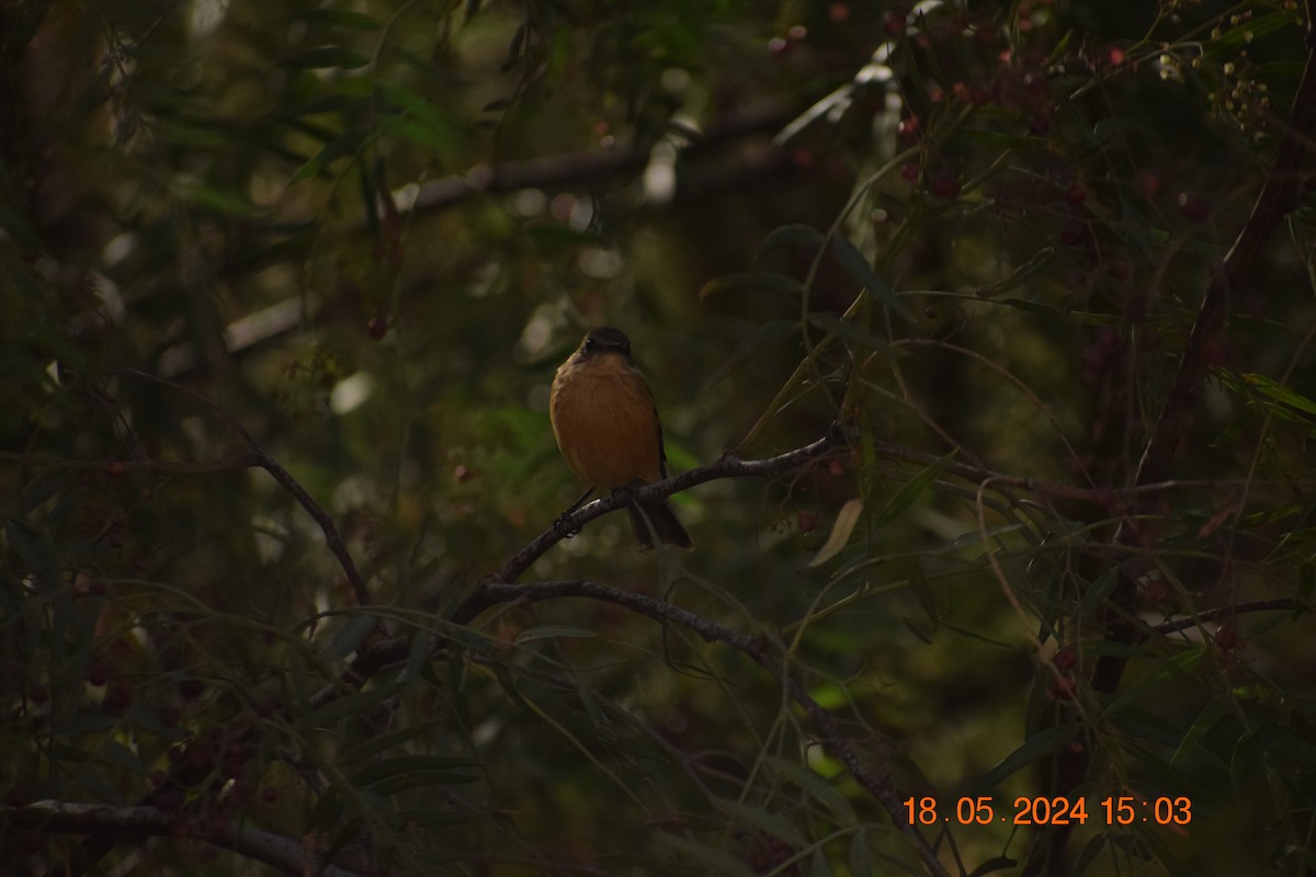 Rufescent Flycatcher - ML619671976