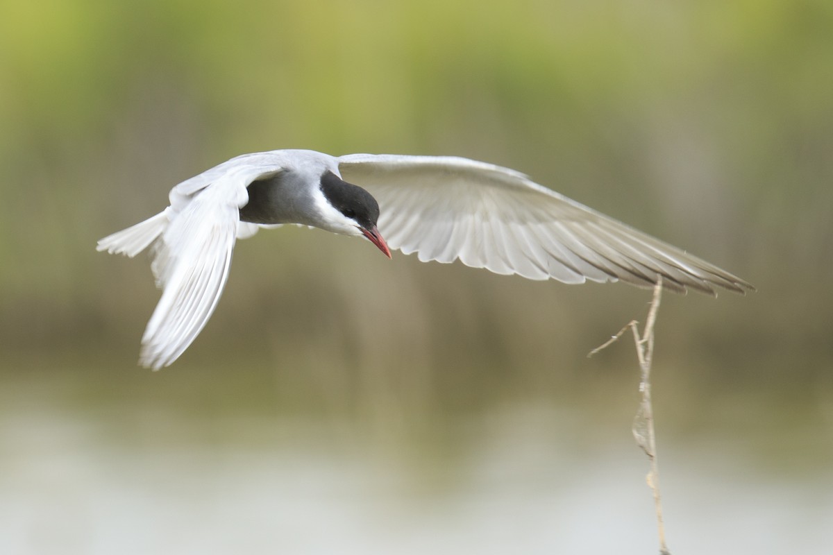 Whiskered Tern - ML619671982