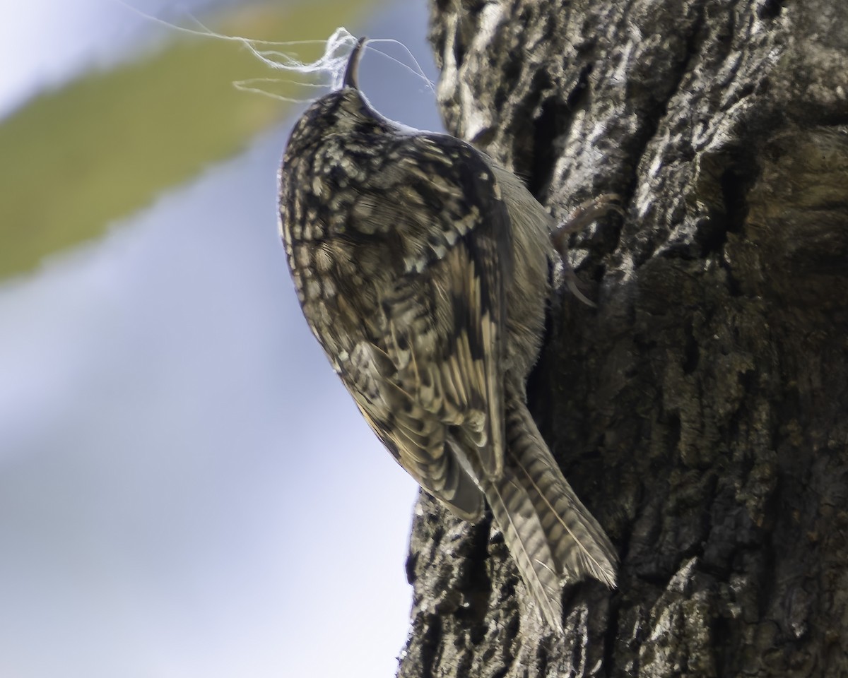 Bar-tailed Treecreeper - ML619671987