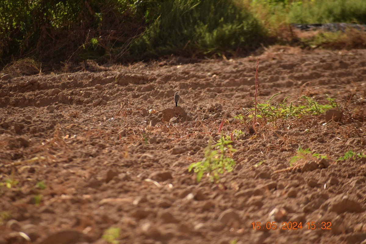 Spot-billed Ground-Tyrant - ML619671995