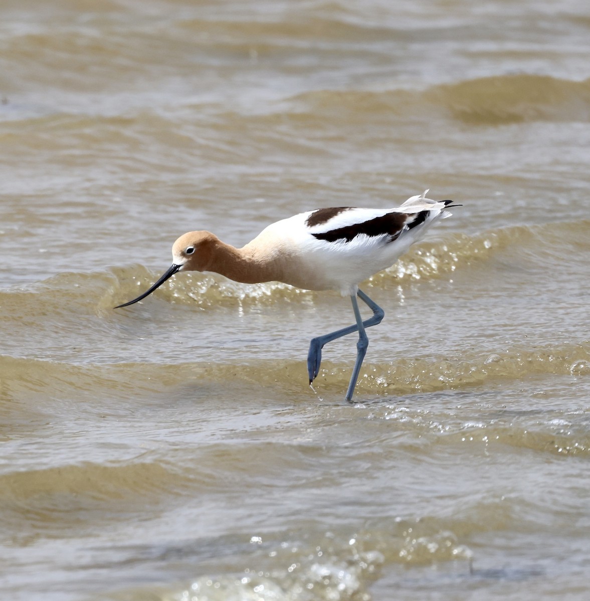 Avoceta Americana - ML619672000