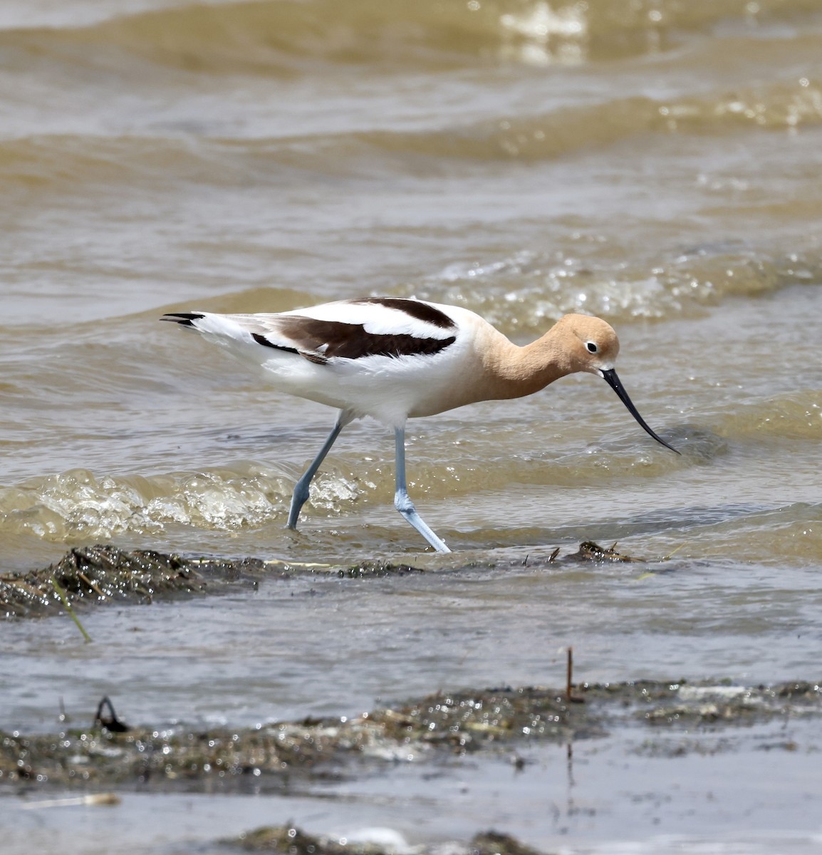 Avocette d'Amérique - ML619672003