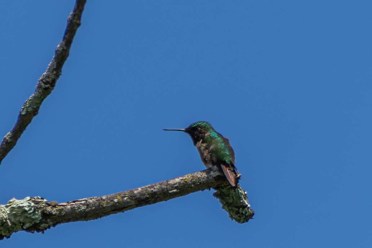 Ruby-throated Hummingbird - Steven Bruenjes