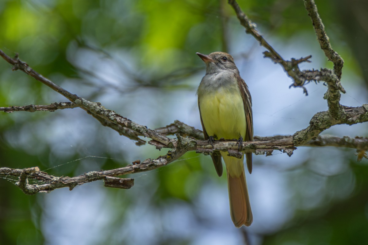 Great Crested Flycatcher - ML619672045
