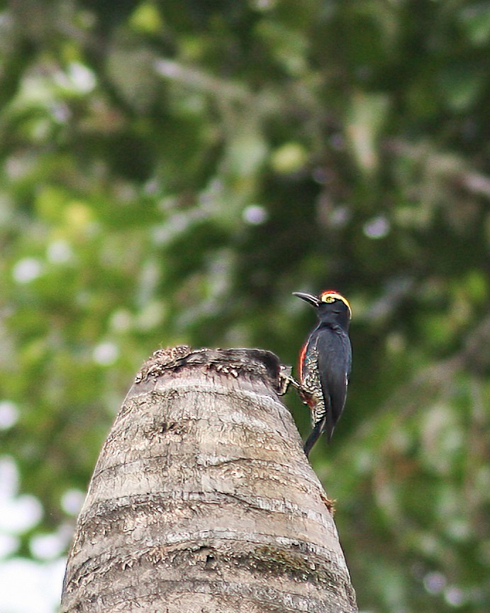 Yellow-tufted Woodpecker - ML619672070