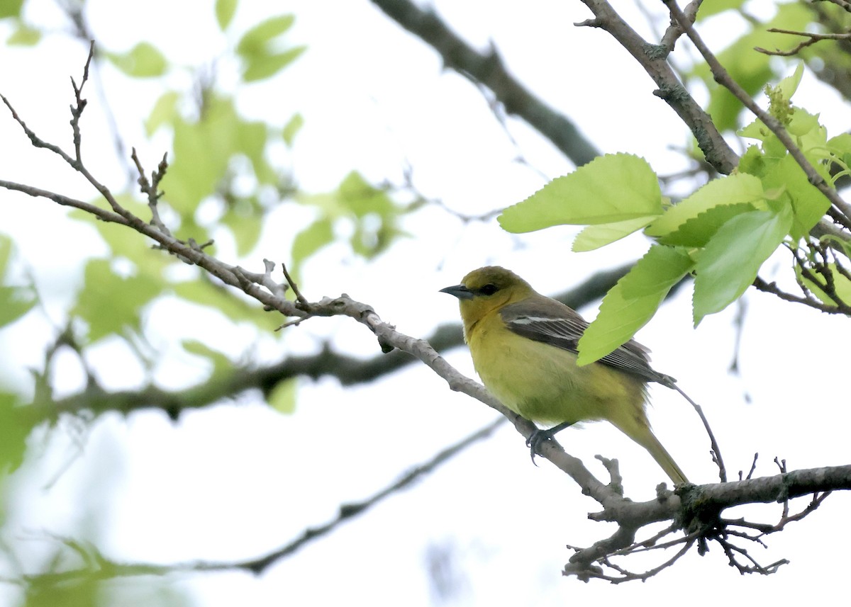 Yellow-throated Vireo - ML619672079