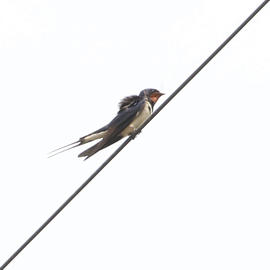 Barn Swallow (White-bellied) - ML619672086