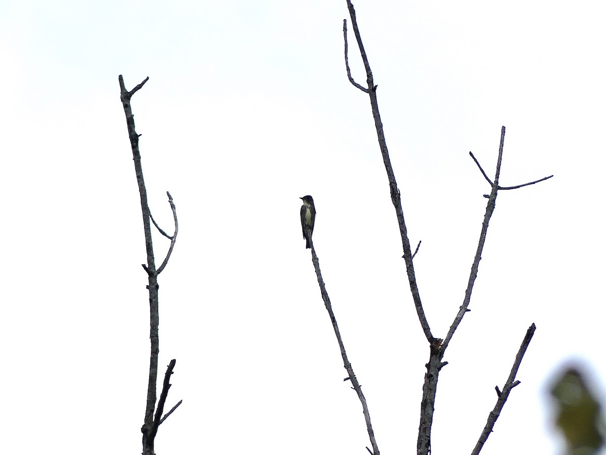 Olive-sided Flycatcher - ML619672101