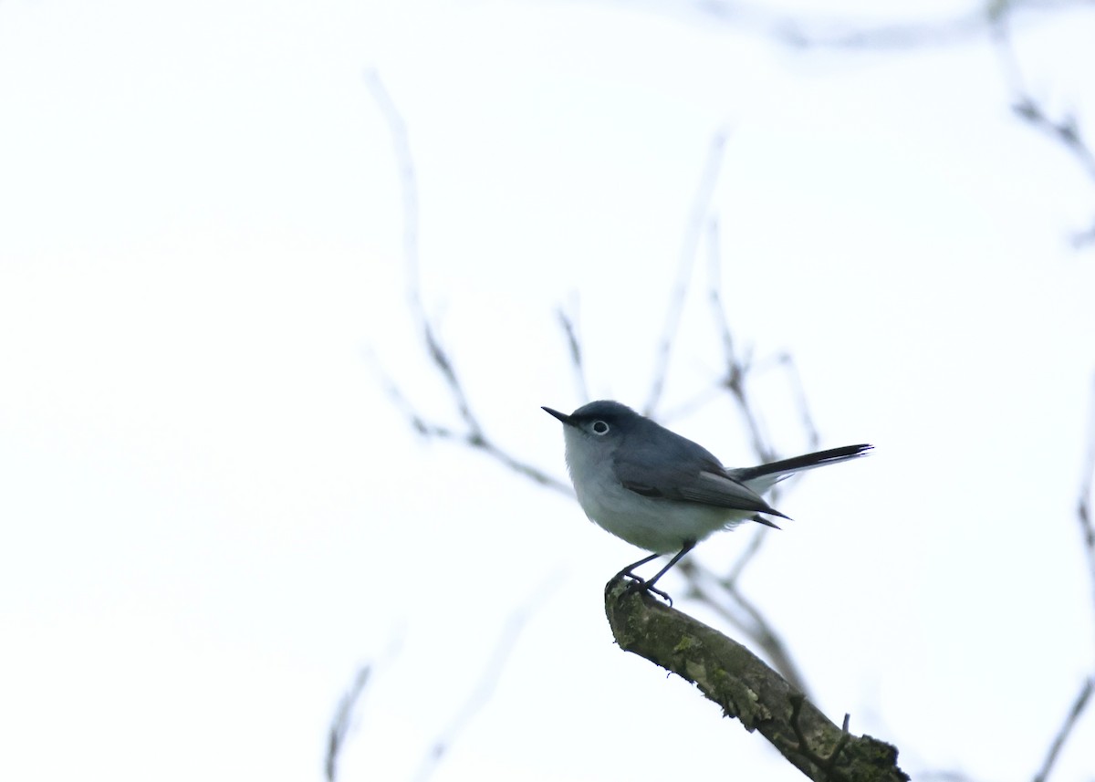 Blue-gray Gnatcatcher - ML619672115